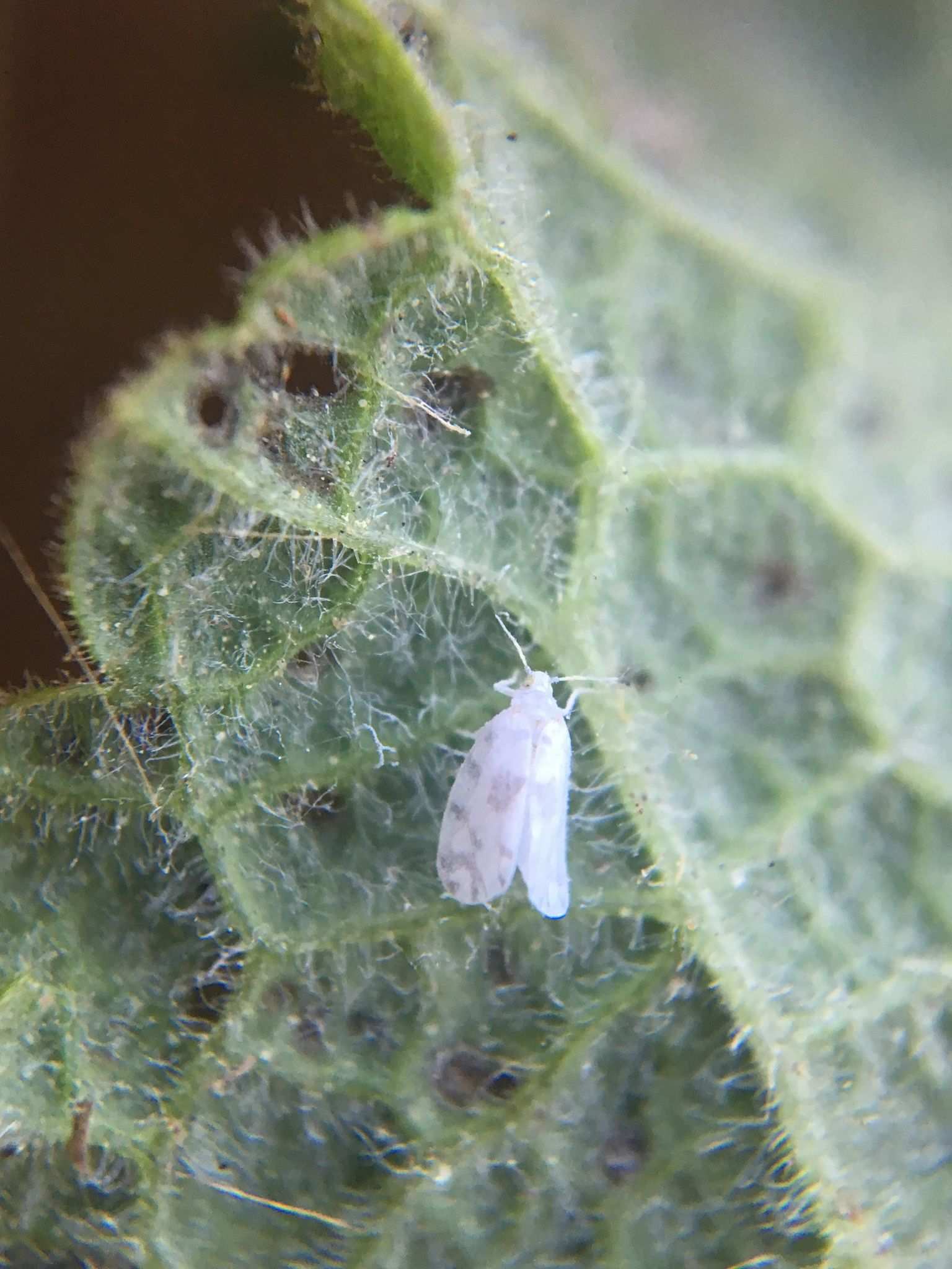Aleurodicus dugesii