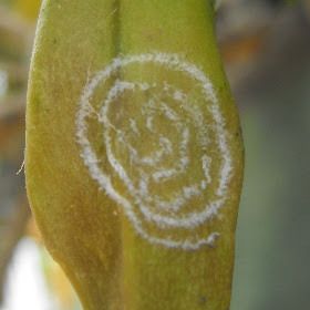 Aleurodicus dugesii