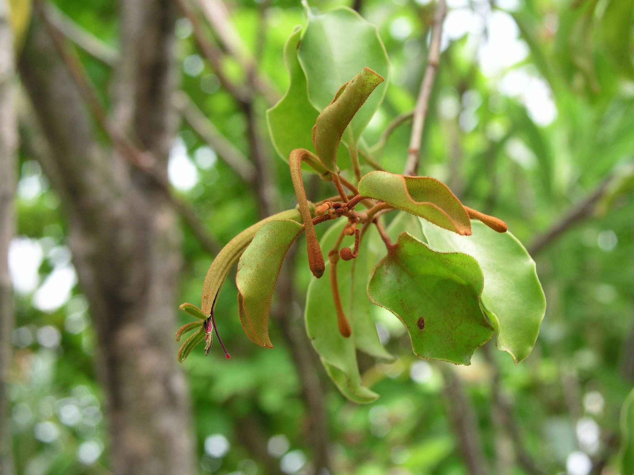 Taxillus chinensis