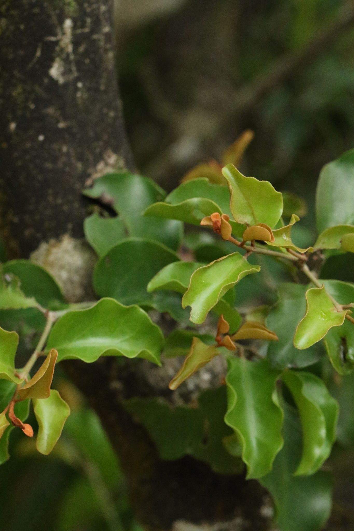 Taxillus chinensis