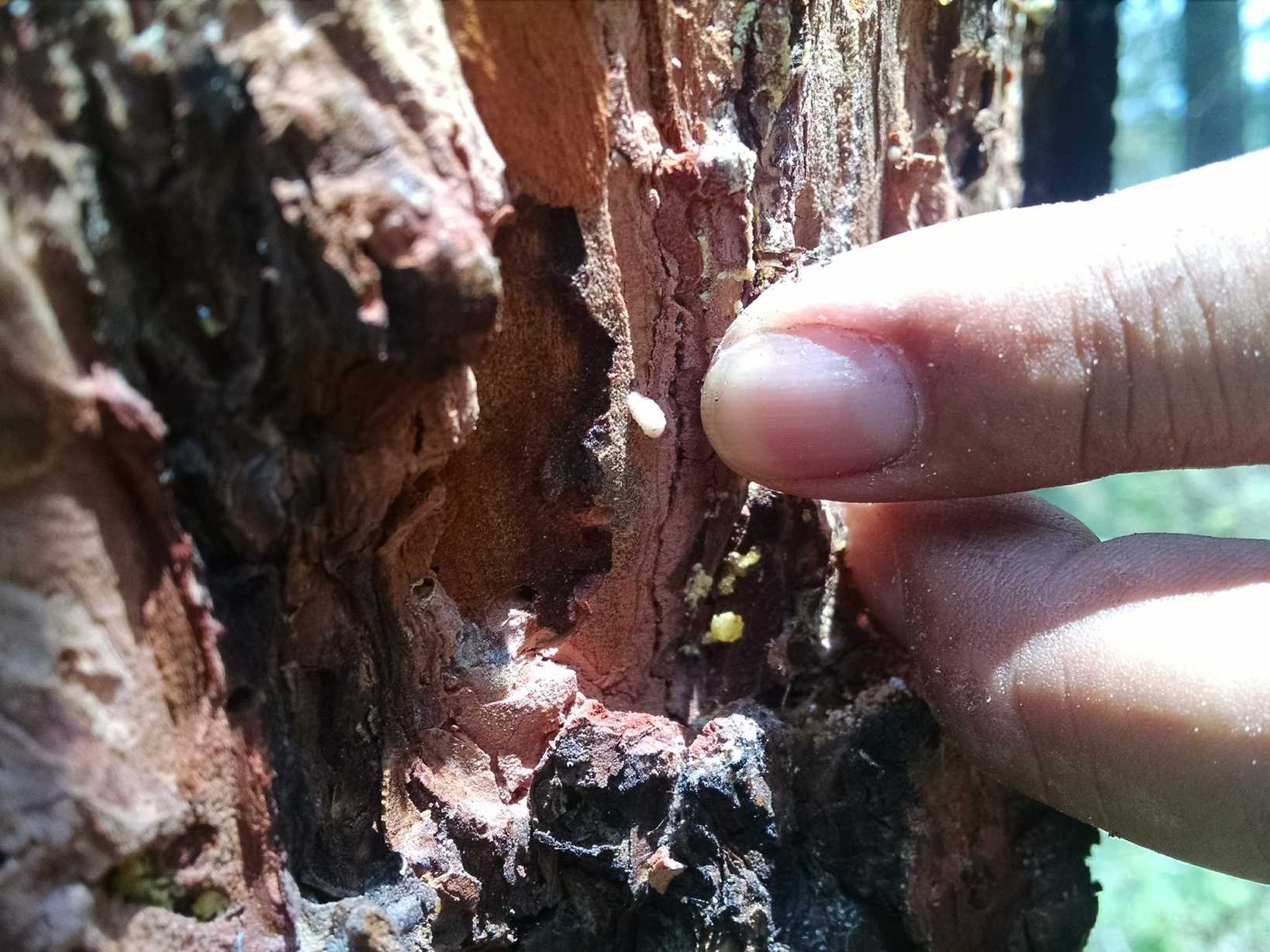 Dendroctonus mexicanus