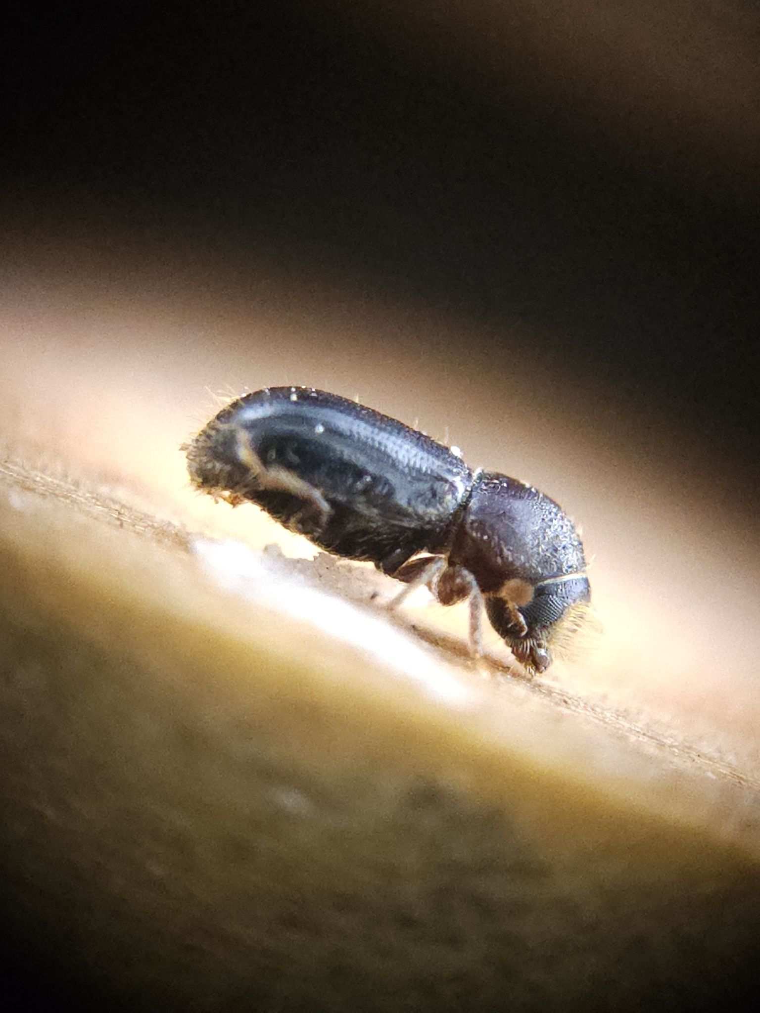 Dendroctonus mexicanus