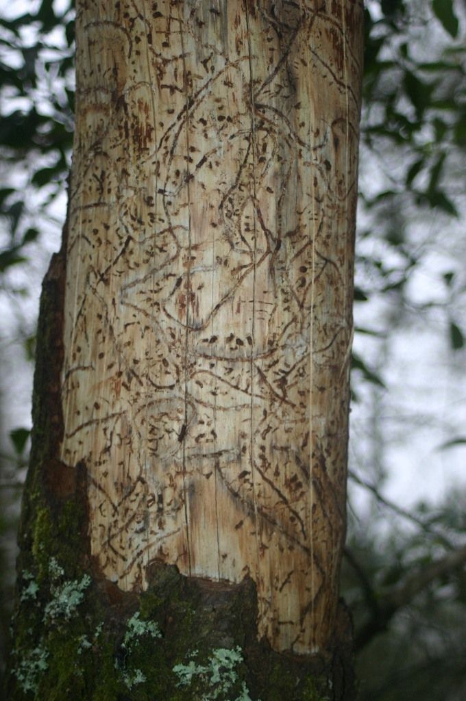 Dendroctonus mexicanus