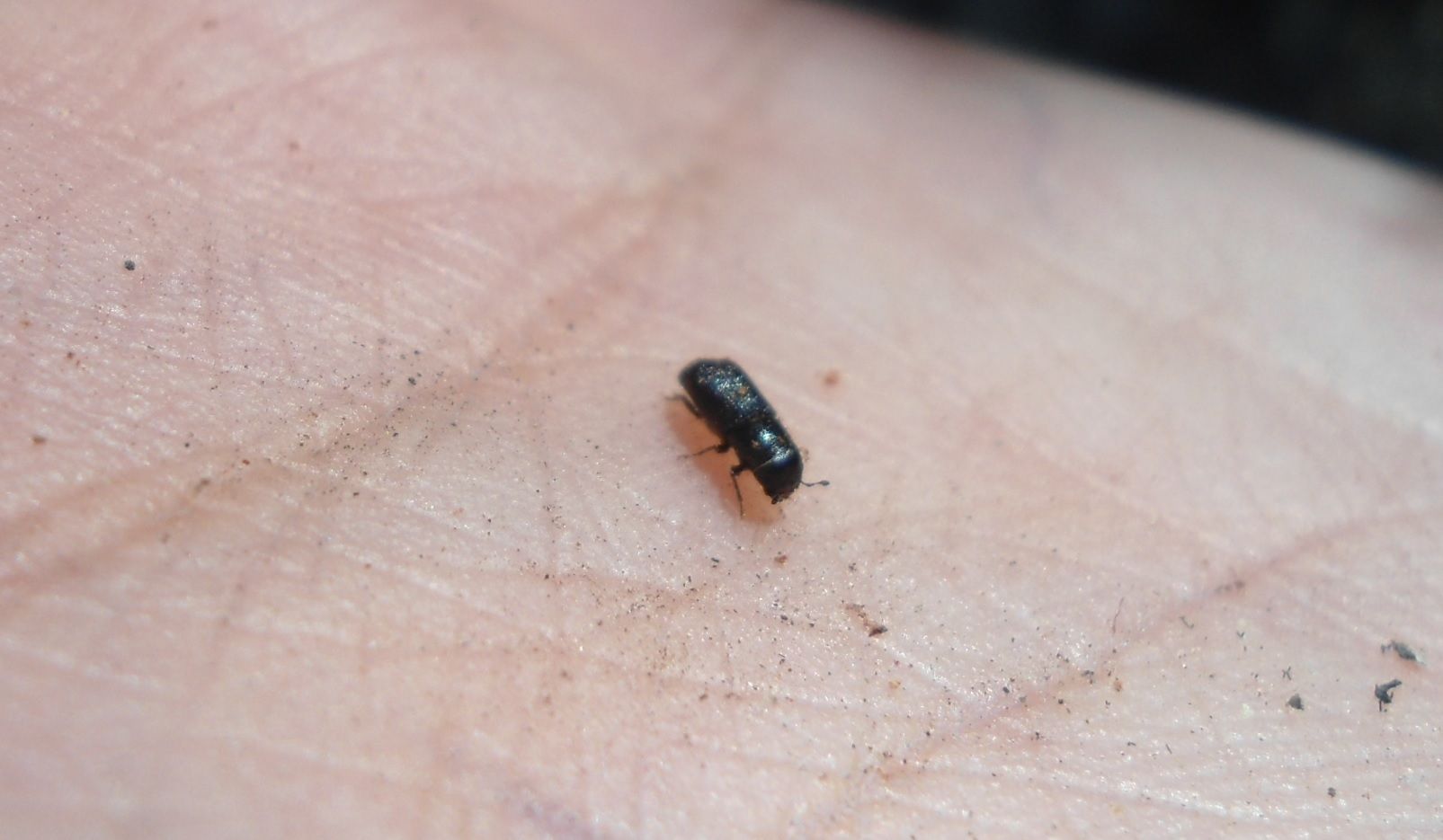 Dendroctonus mexicanus