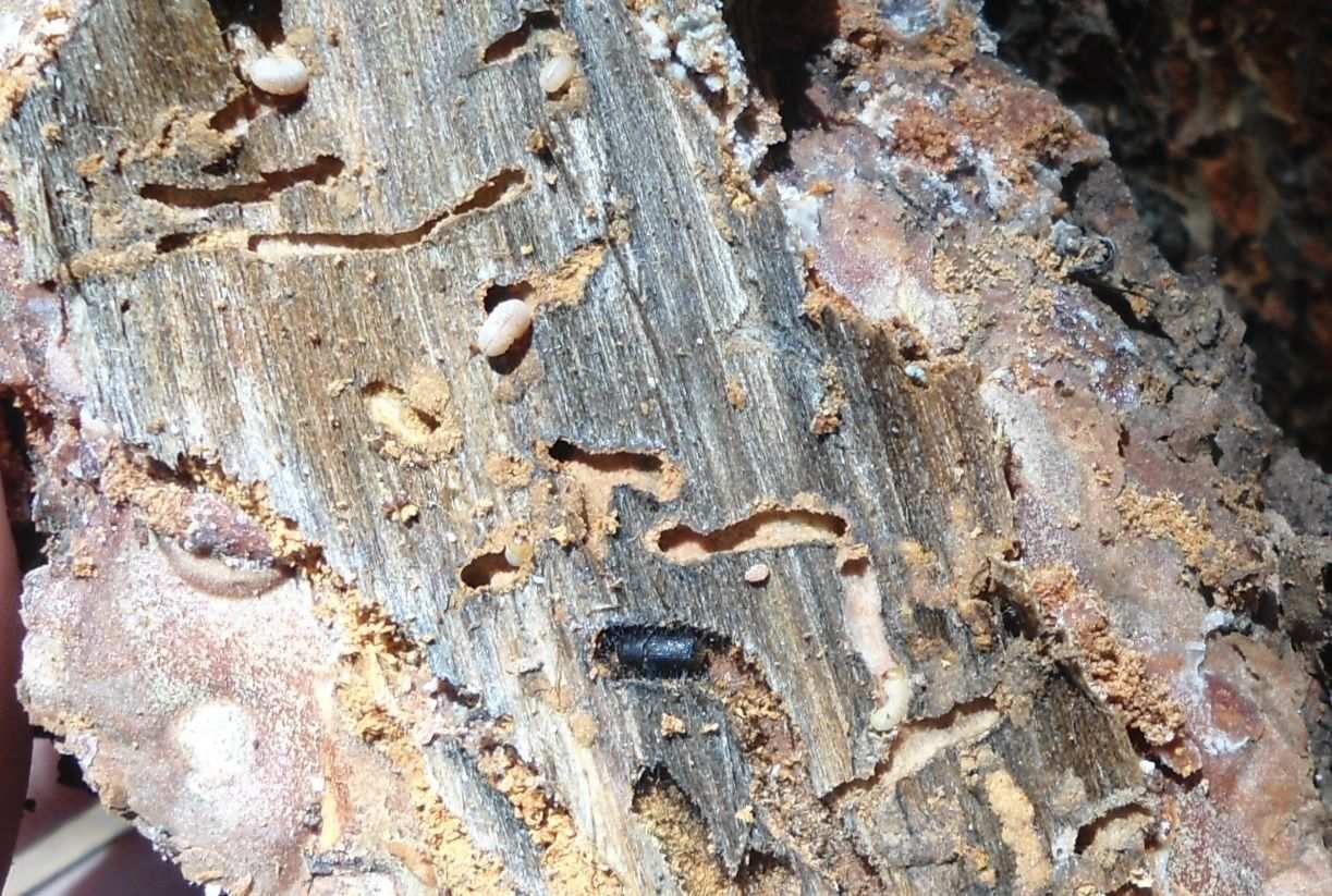 Dendroctonus mexicanus