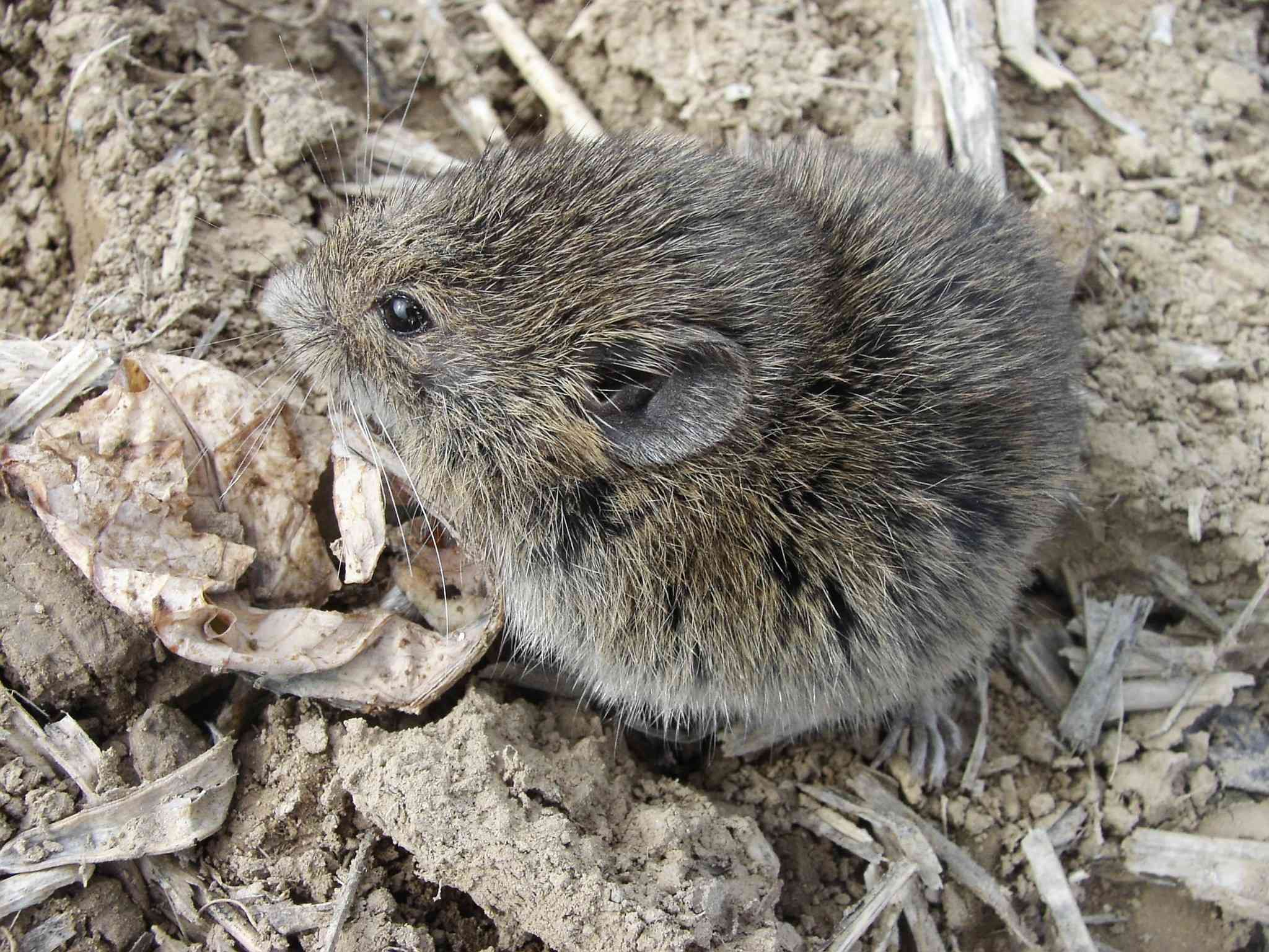 Microtus arvalis