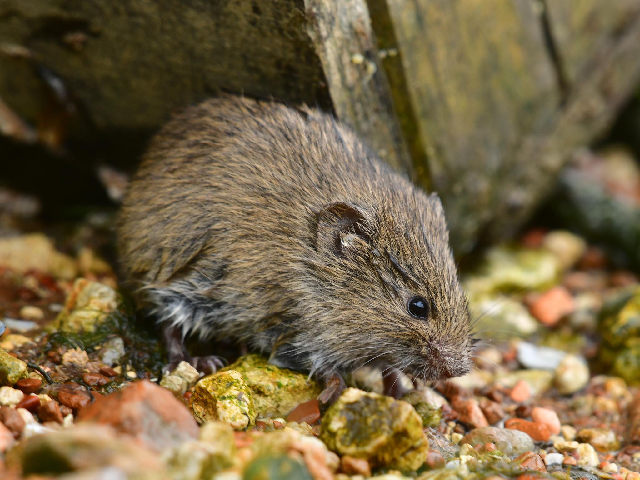 Microtus arvalis