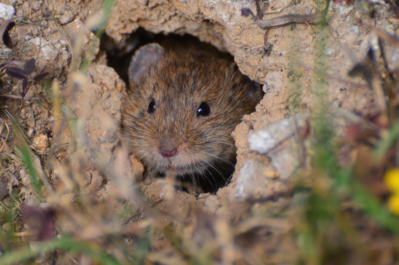 Microtus arvalis