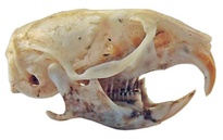 Microtus arvalis