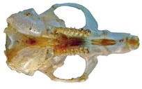 Microtus arvalis