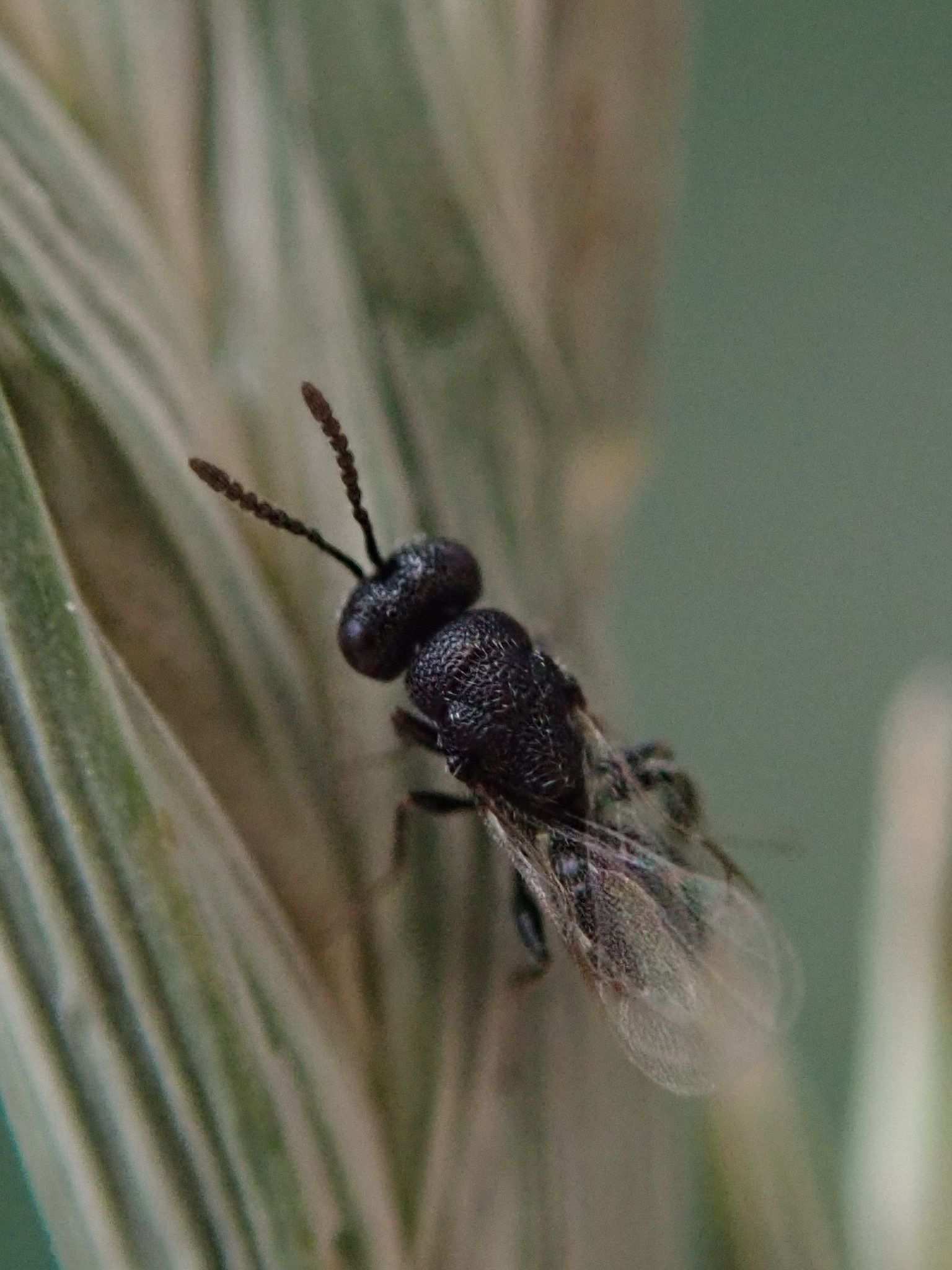 Eurytoma schreineri