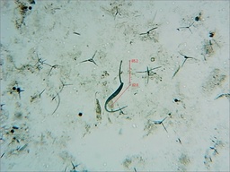 Mycocentrospora acerina