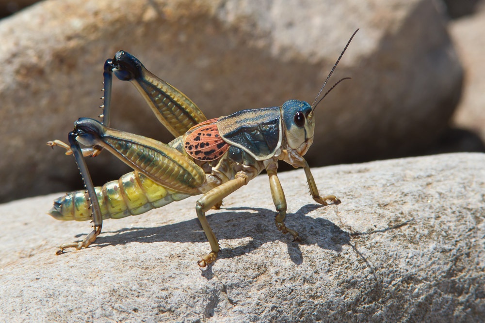 Brachystola