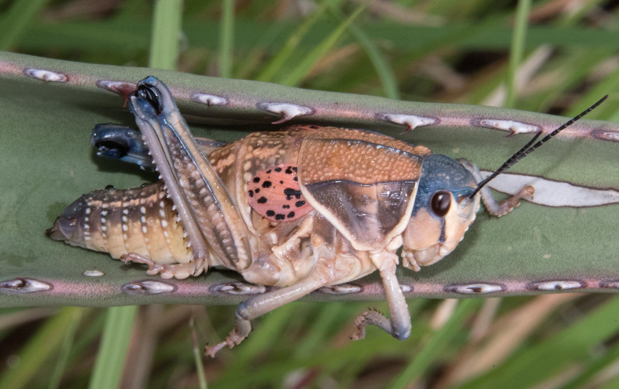Brachystola