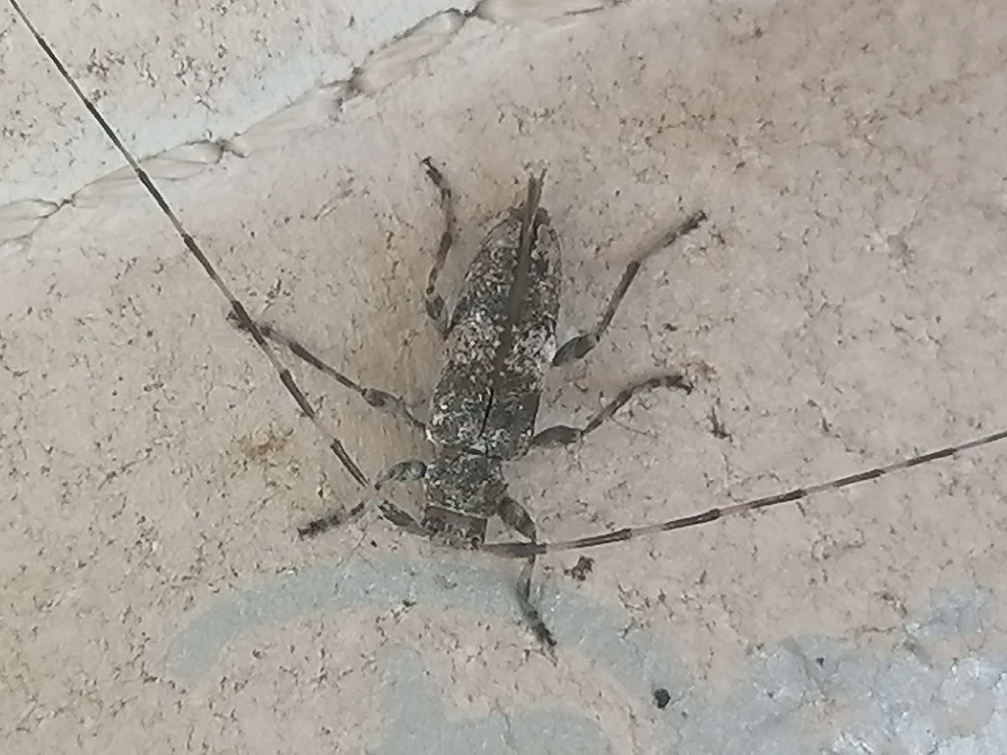 Acanthocinus carinulatus