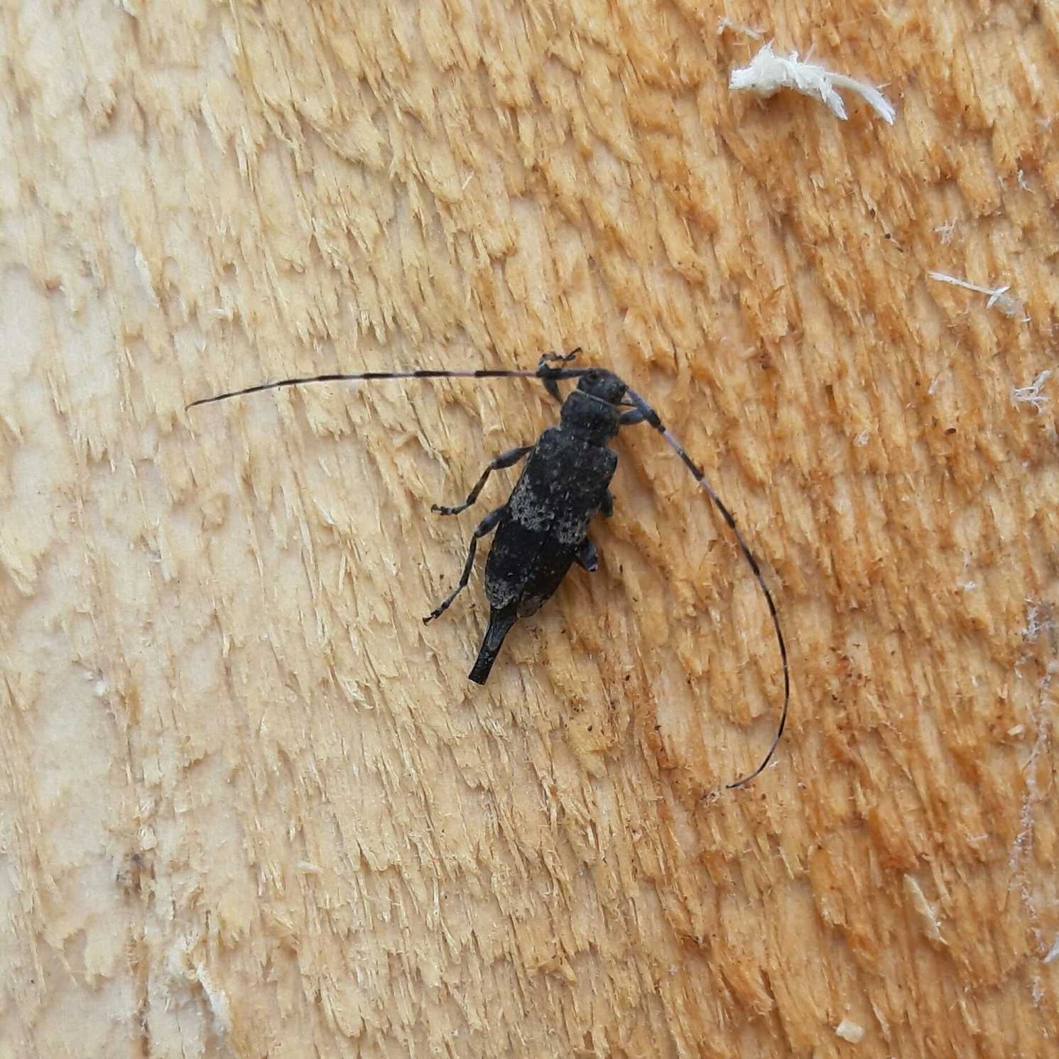 Acanthocinus carinulatus