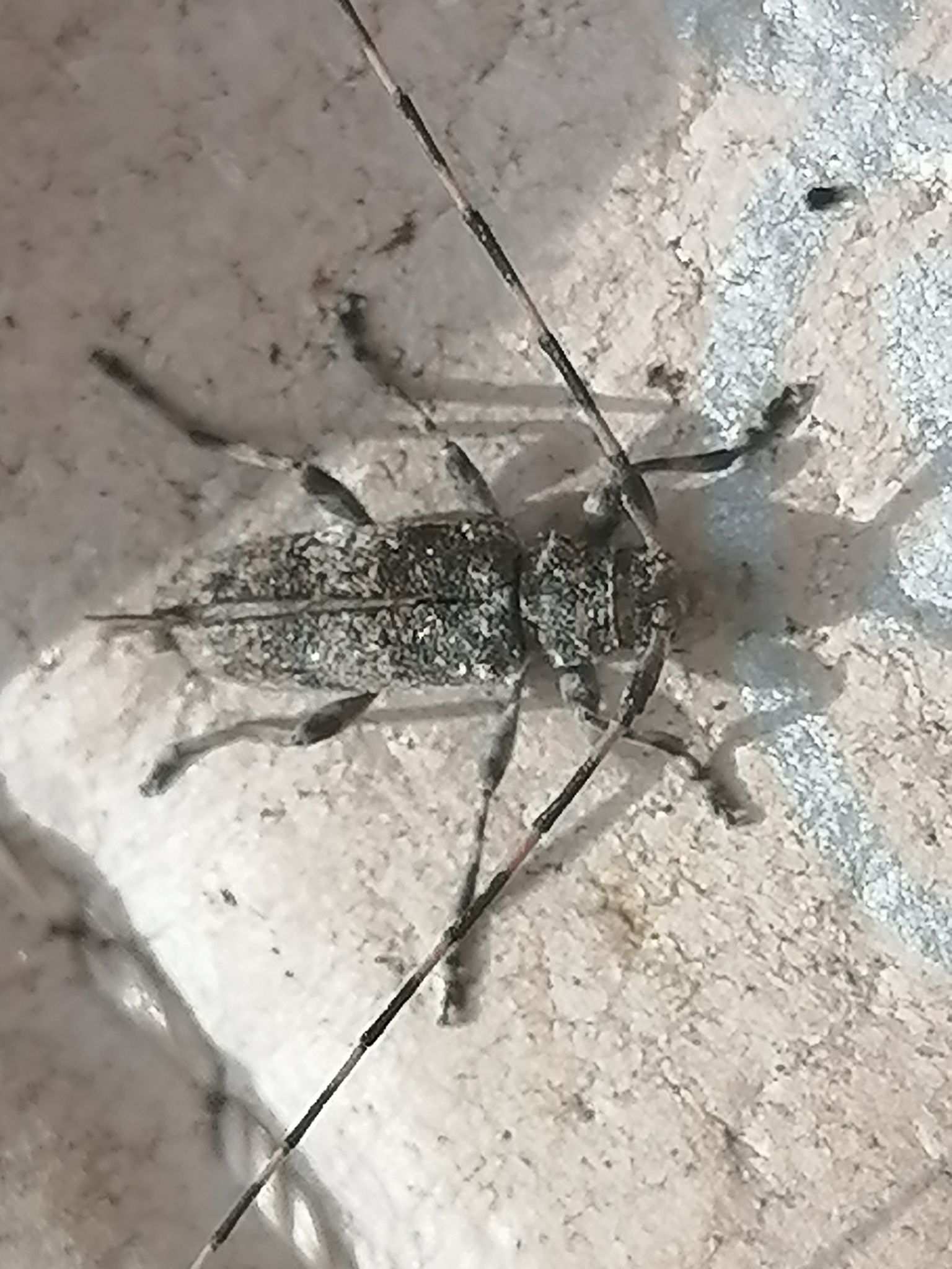 Acanthocinus carinulatus