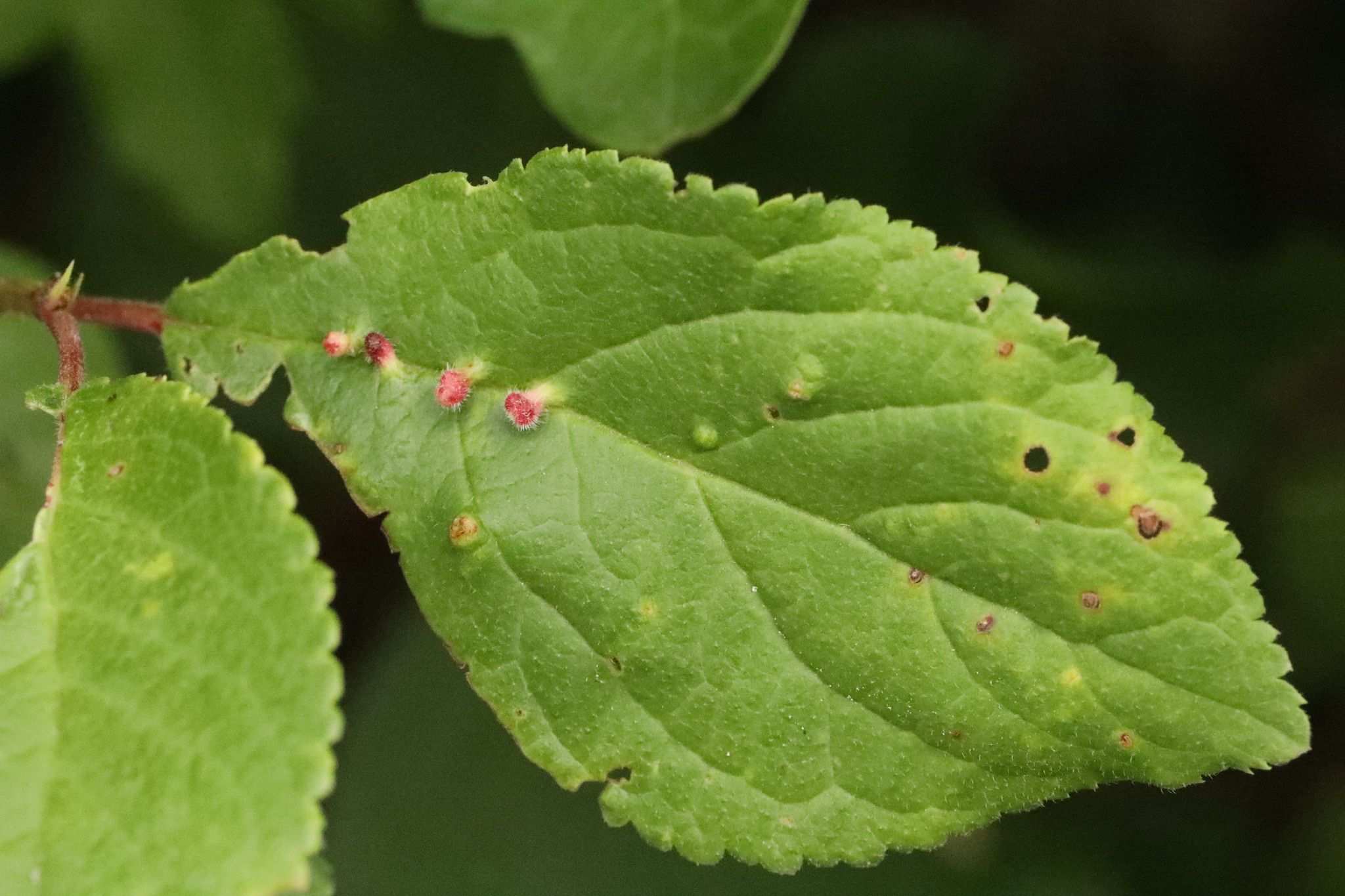 Aculus fockeui