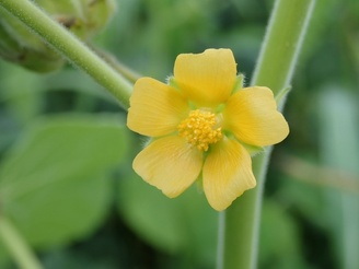 Abutilon theophrasti