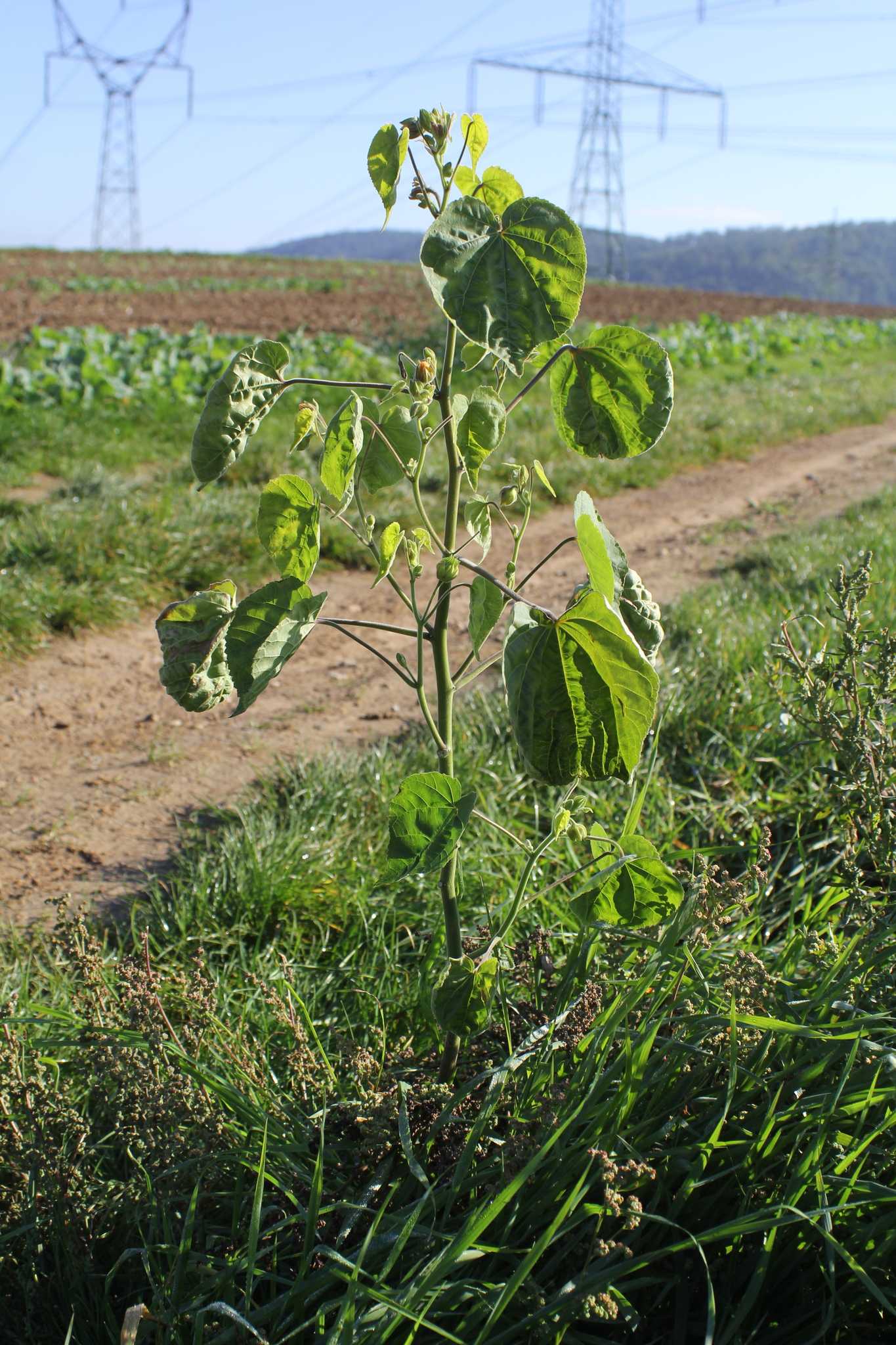 Abutilon theophrasti