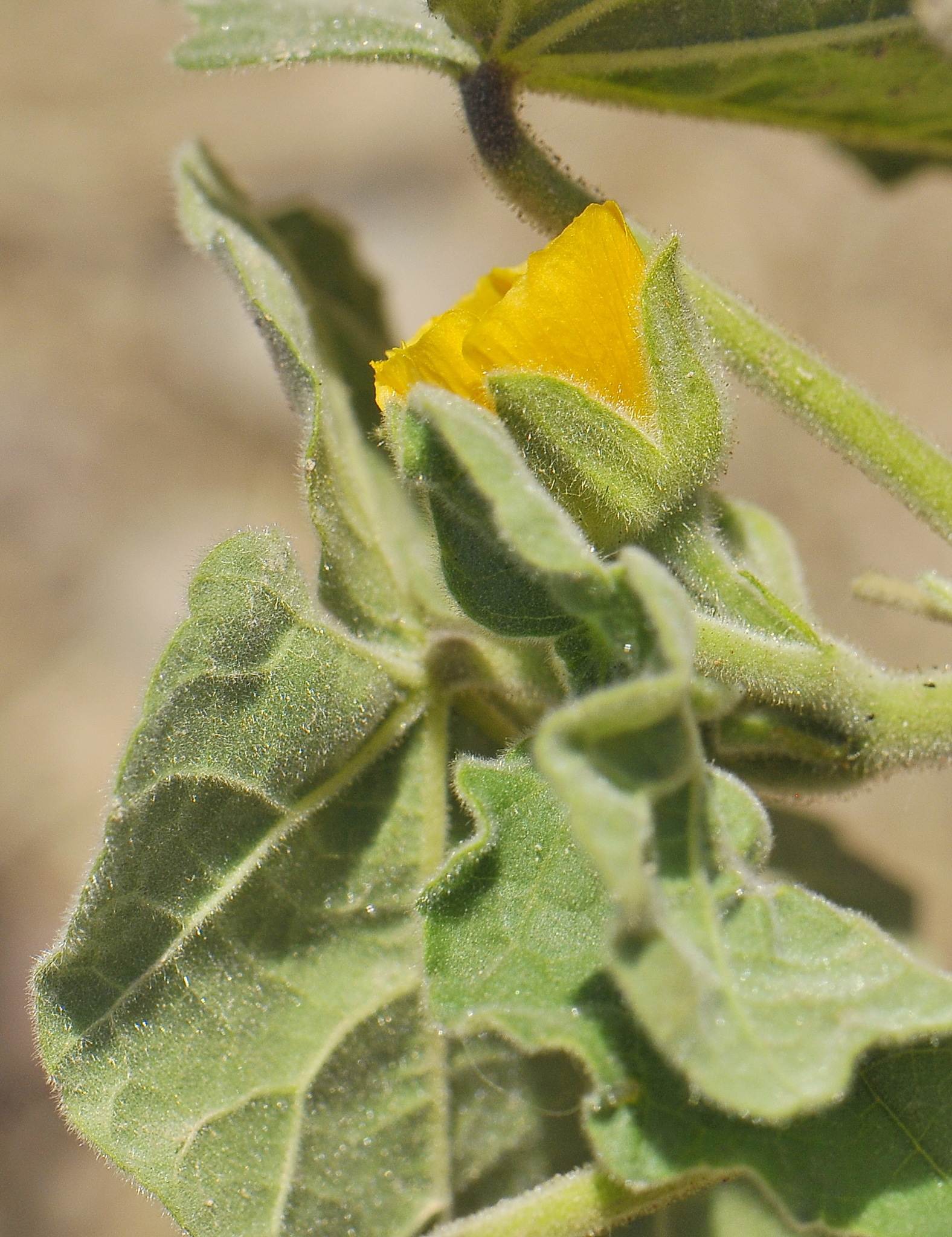 Abutilon theophrasti