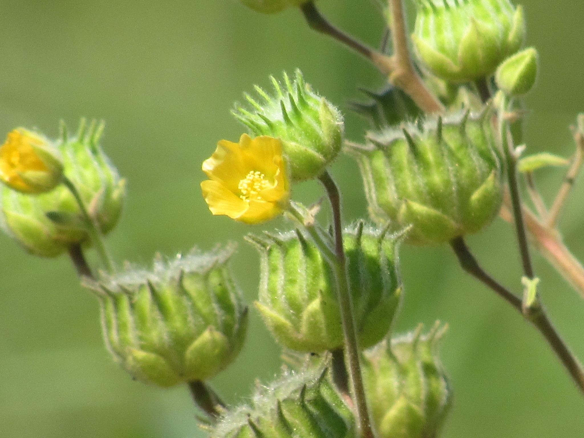Abutilon theophrasti