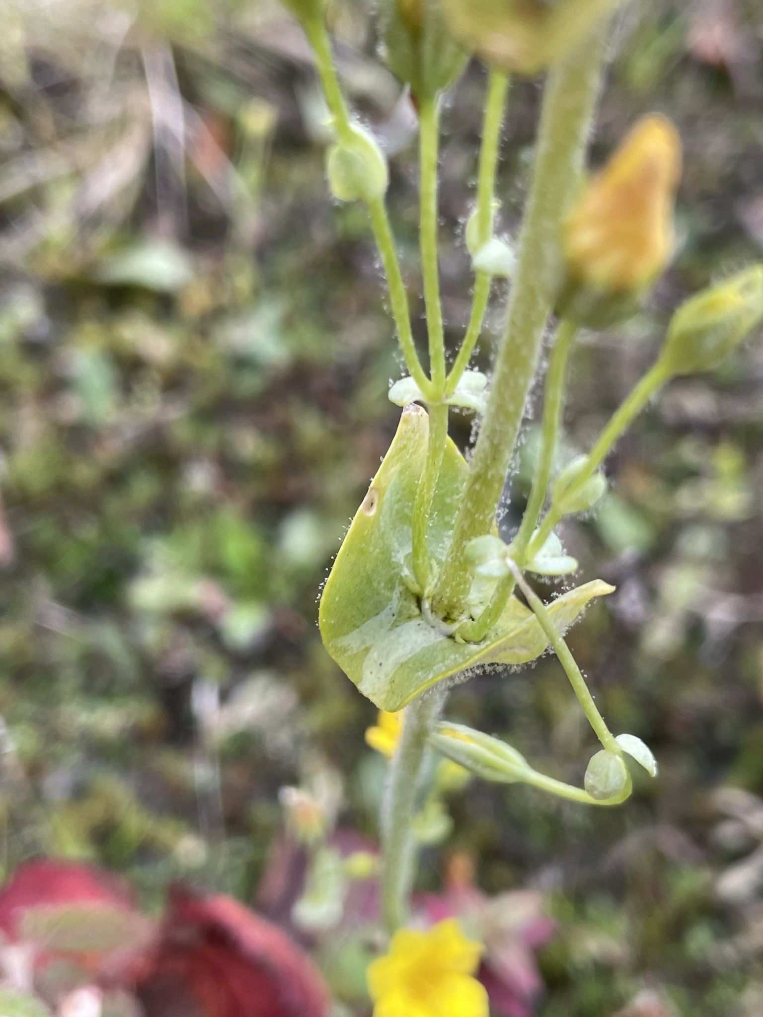 Peronospora chlorae