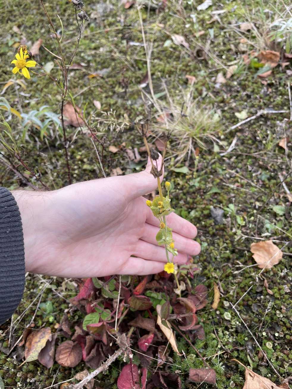 Peronospora chlorae