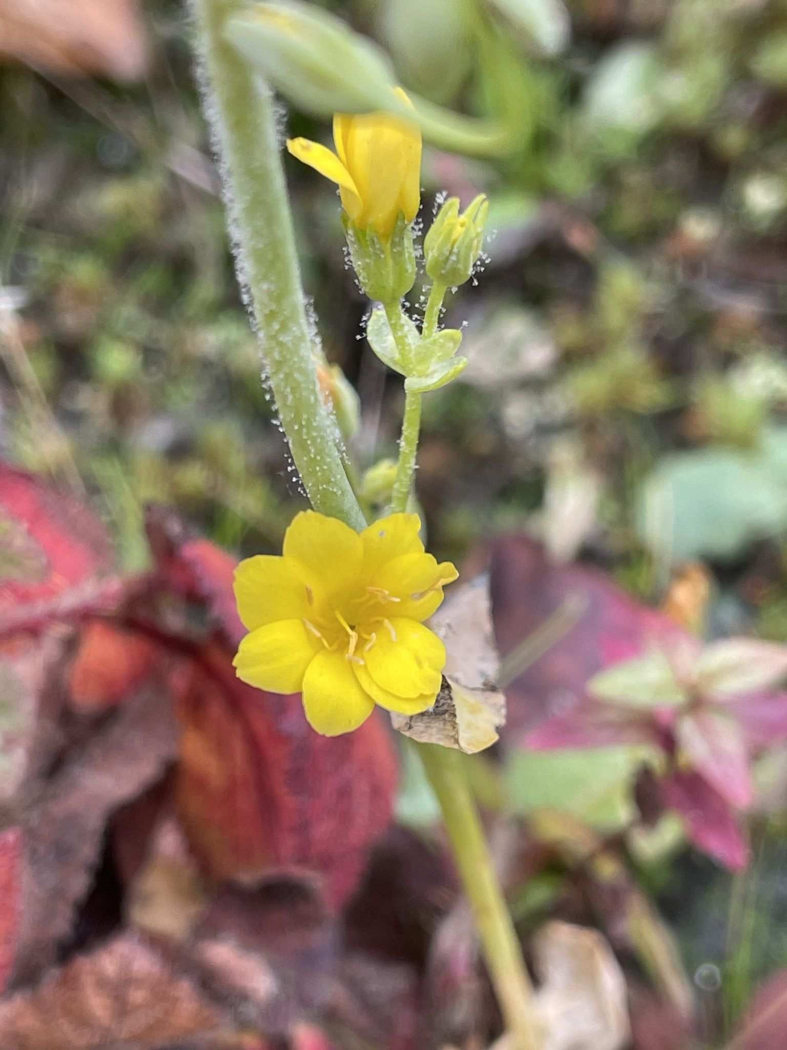 Peronospora chlorae