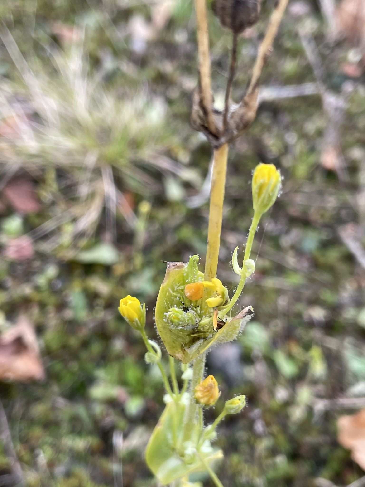 Peronospora chlorae