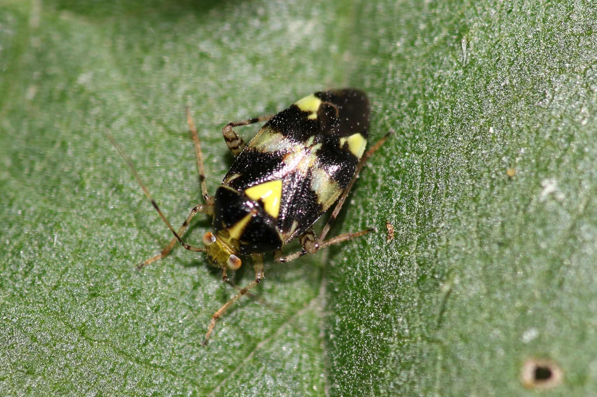 Liocoris tripustulatus