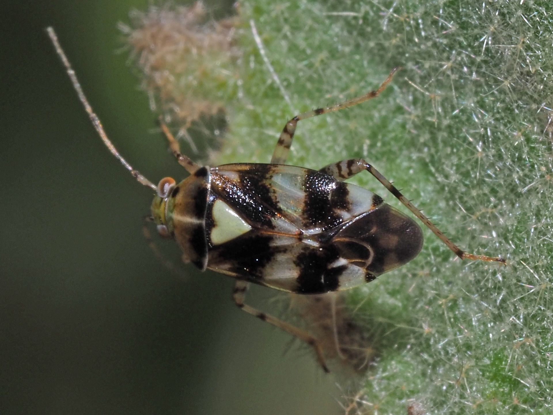 Liocoris tripustulatus