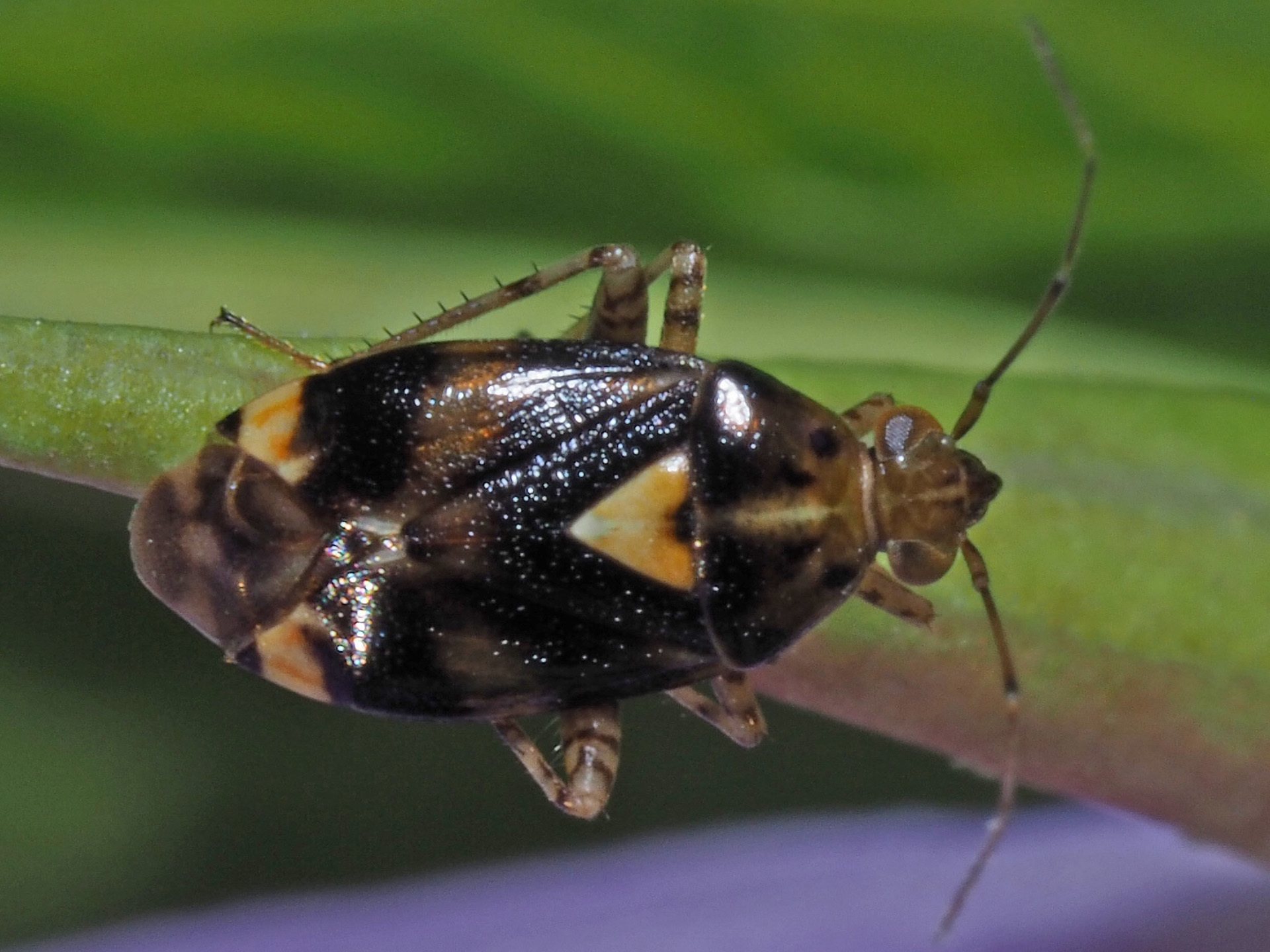 Liocoris tripustulatus