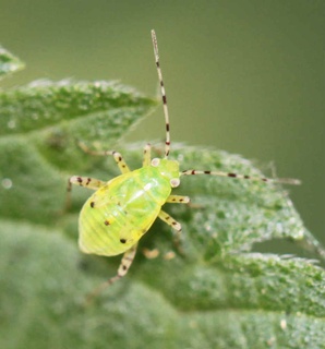 Liocoris tripustulatus