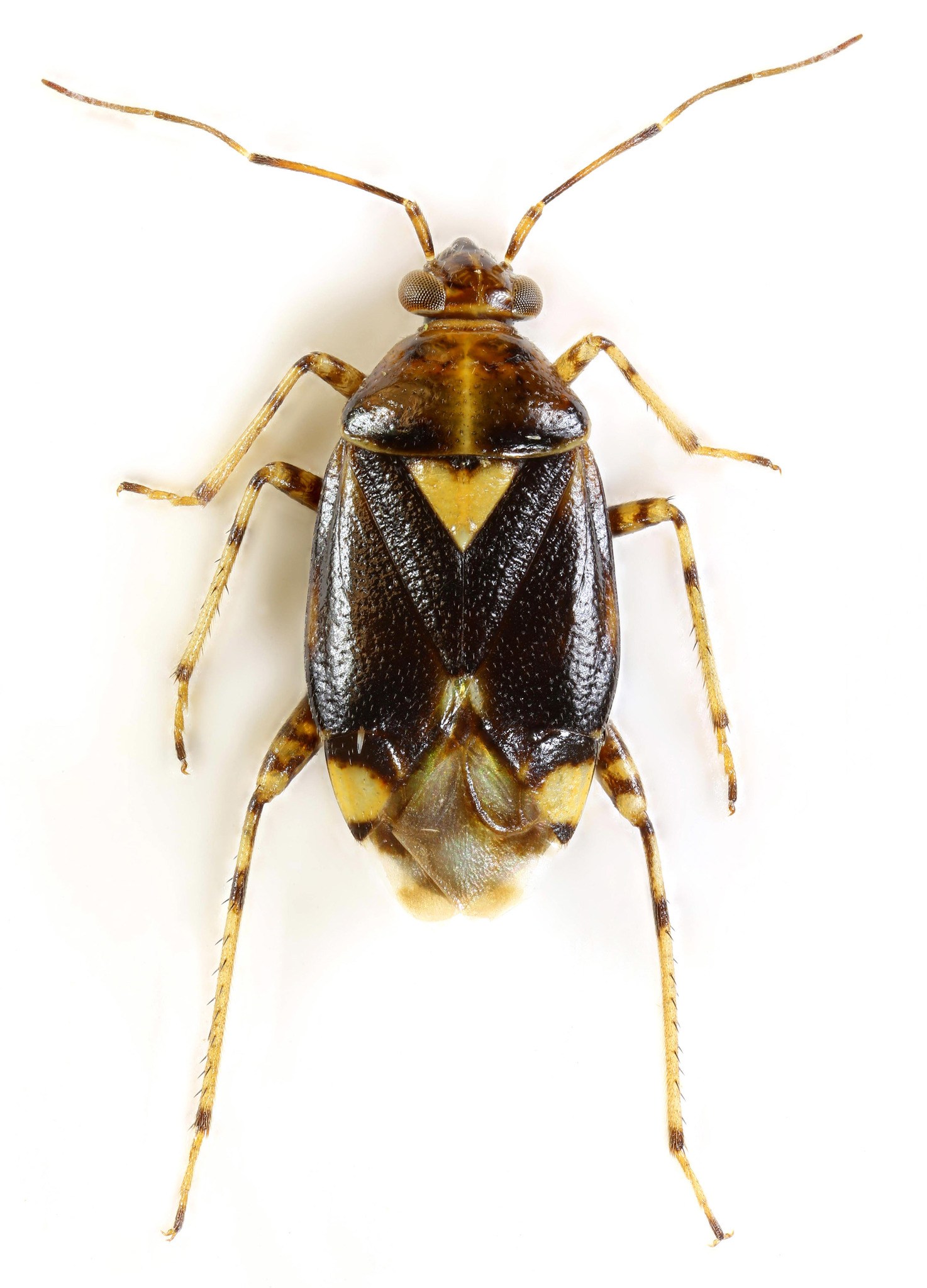 Liocoris tripustulatus
