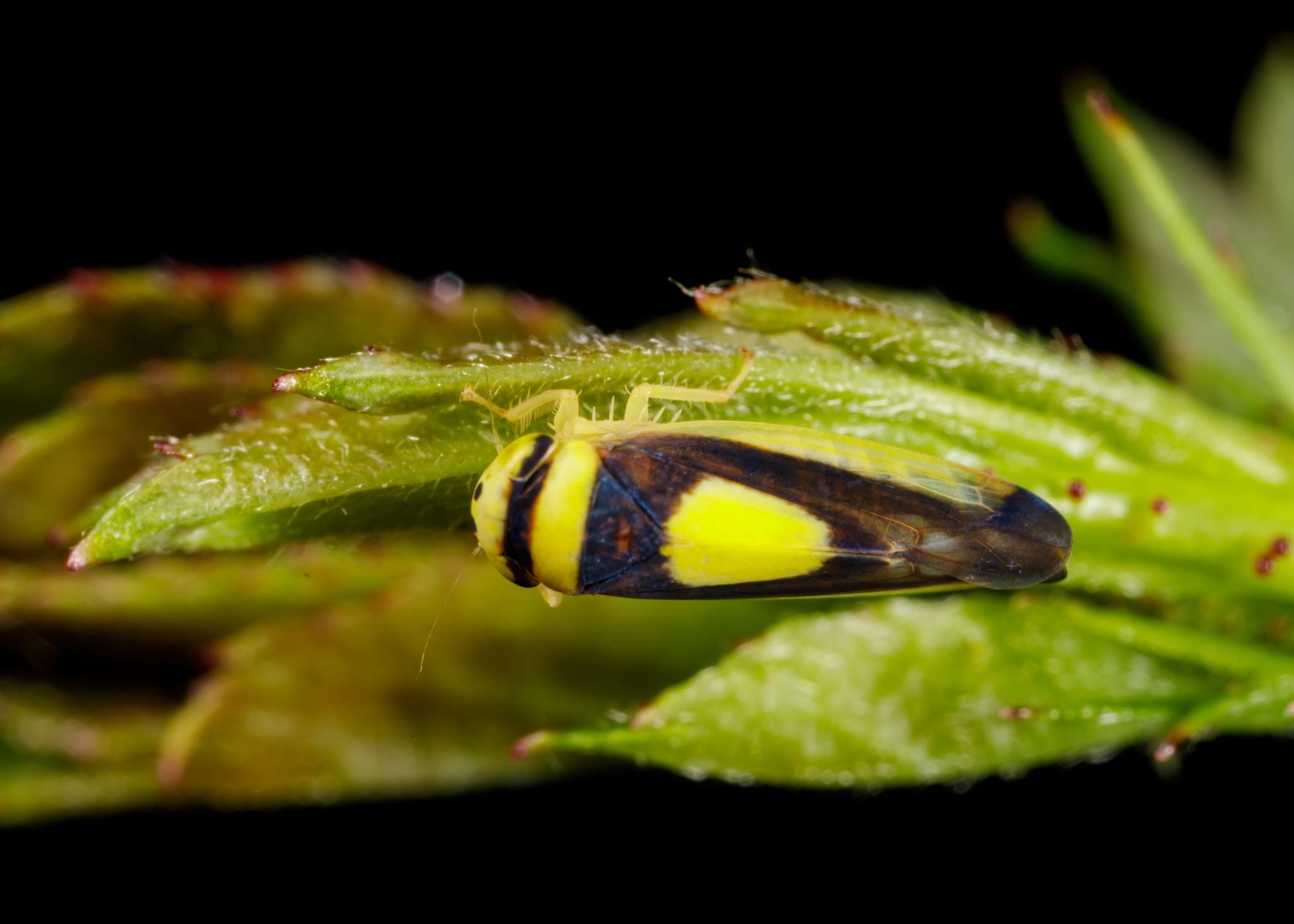 Colladonus