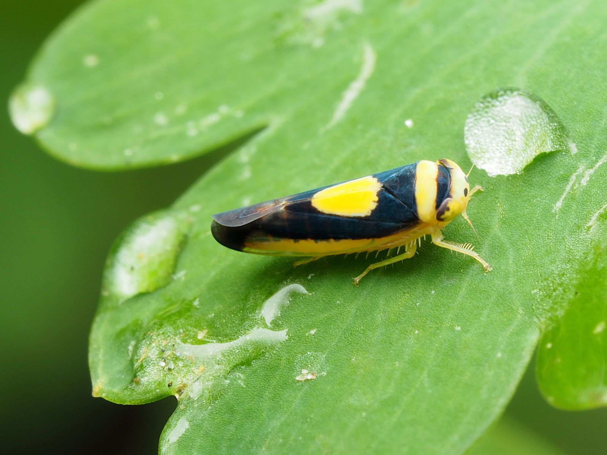 Colladonus