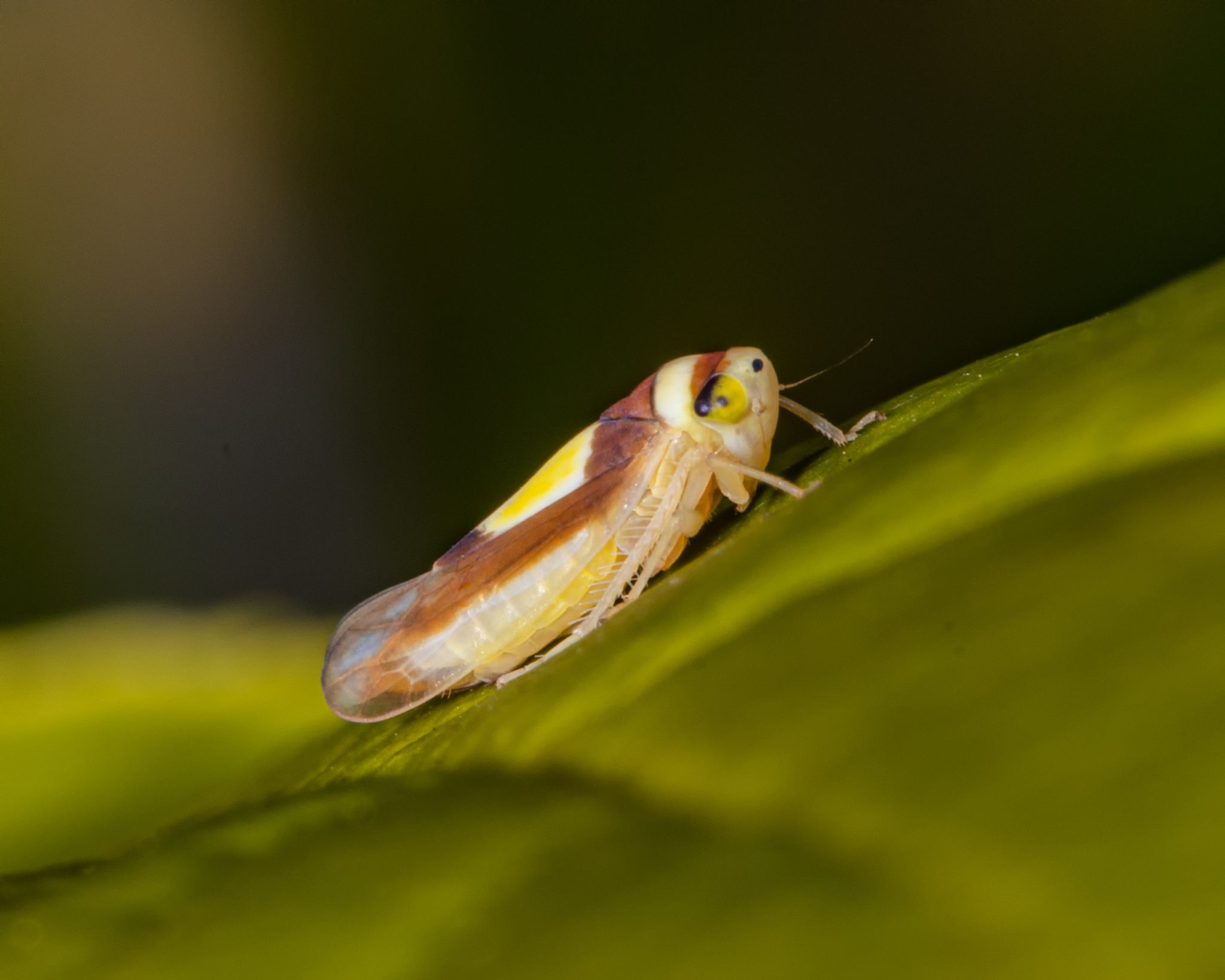 Colladonus