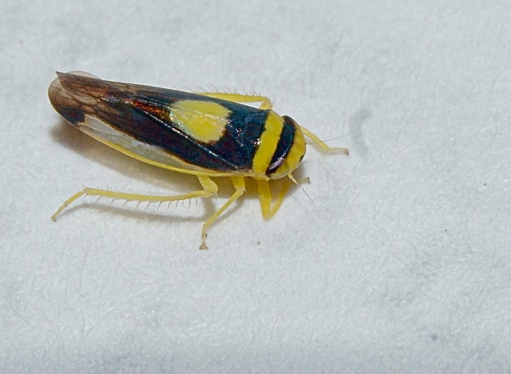 Colladonus