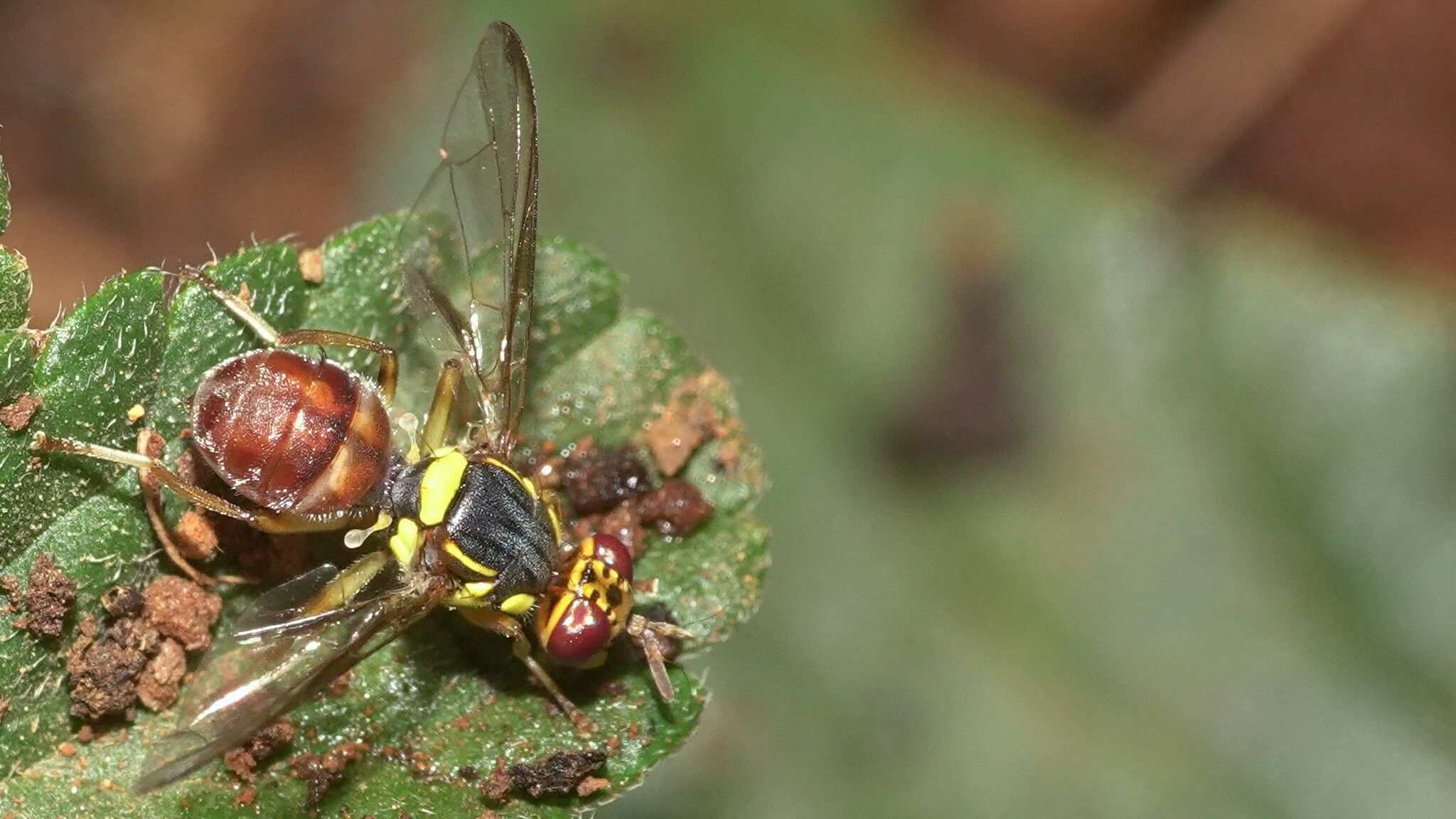 Bactrocera latifrons