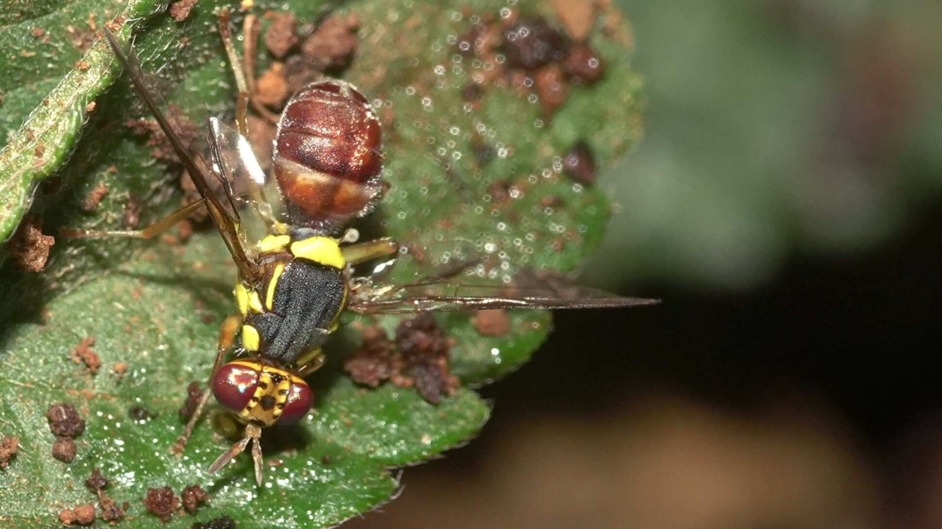 Bactrocera latifrons