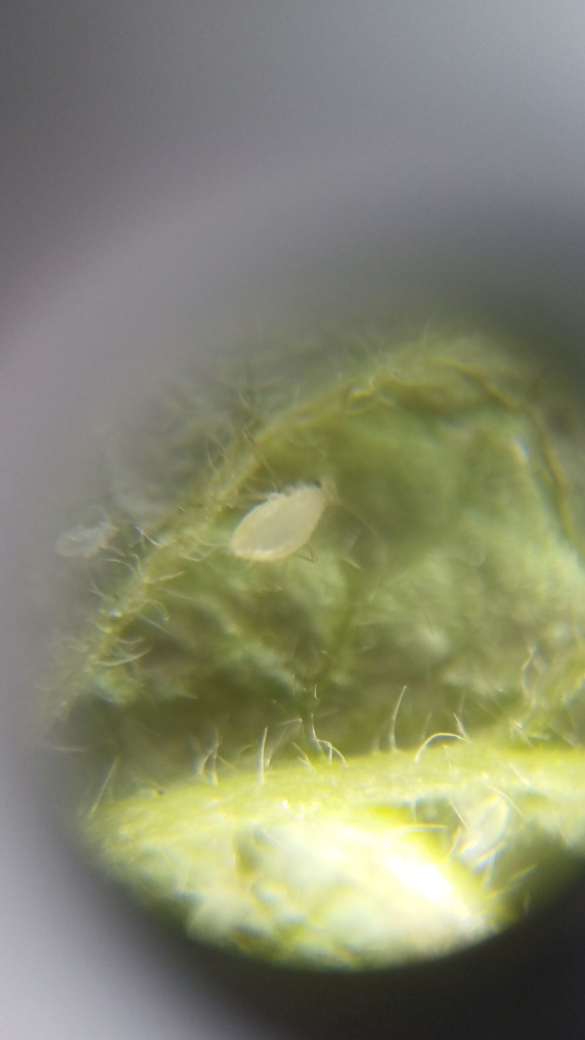 Rhopalosiphoninus staphyleae