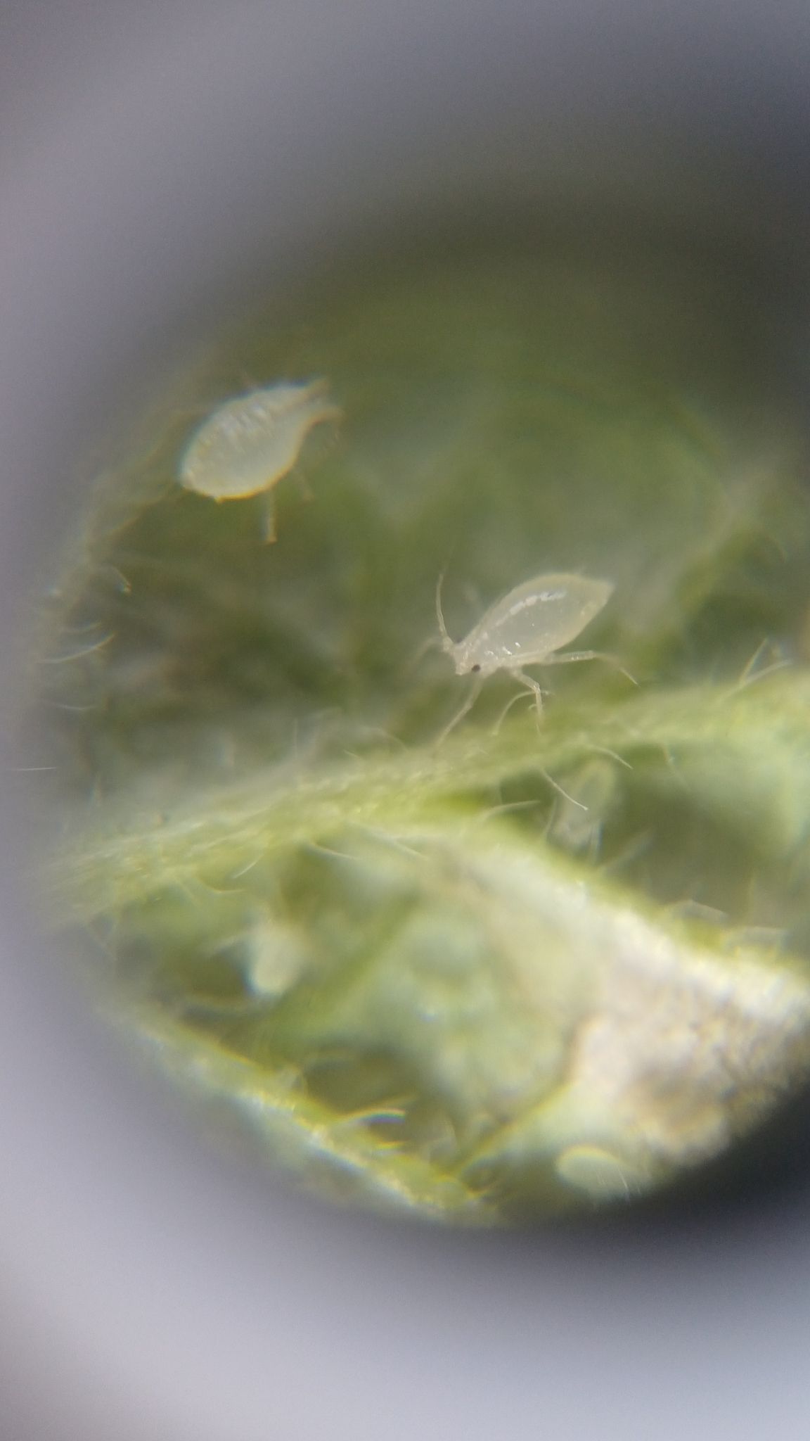 Rhopalosiphoninus staphyleae