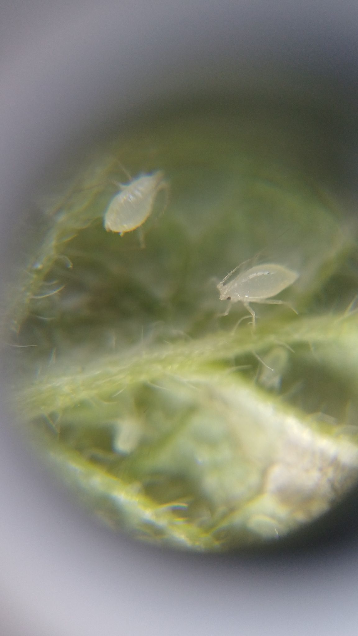 Rhopalosiphoninus staphyleae