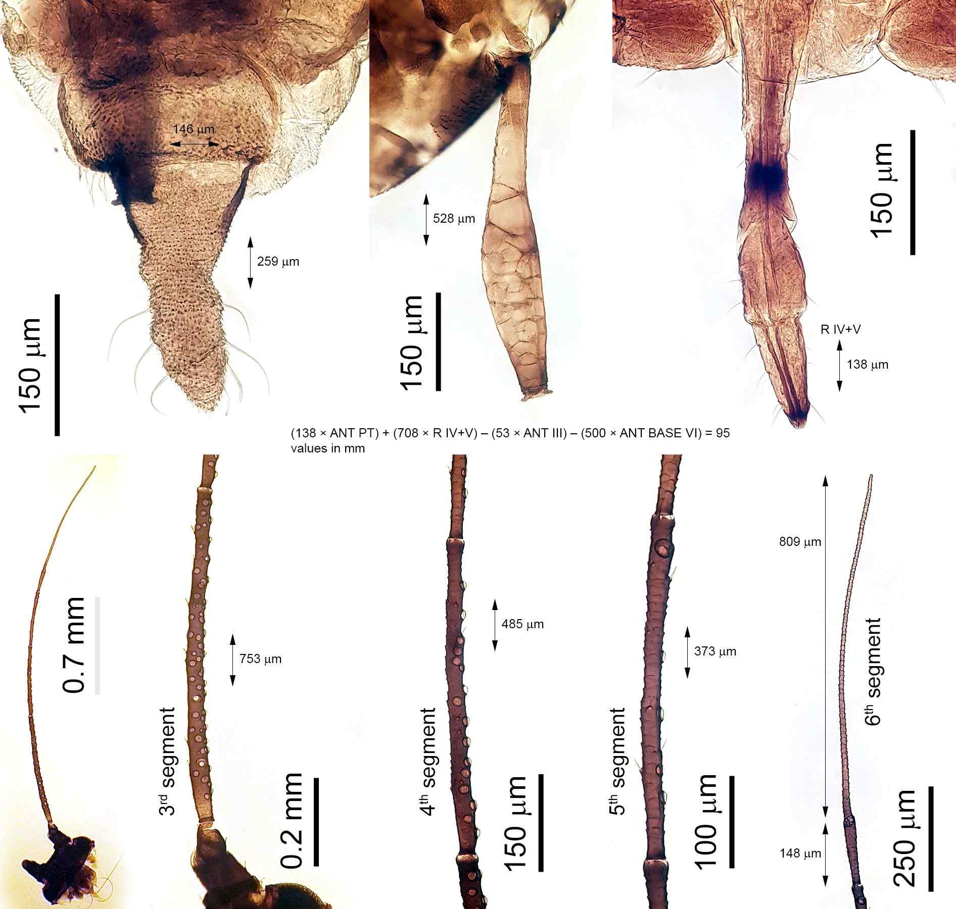 Rhopalosiphoninus staphyleae