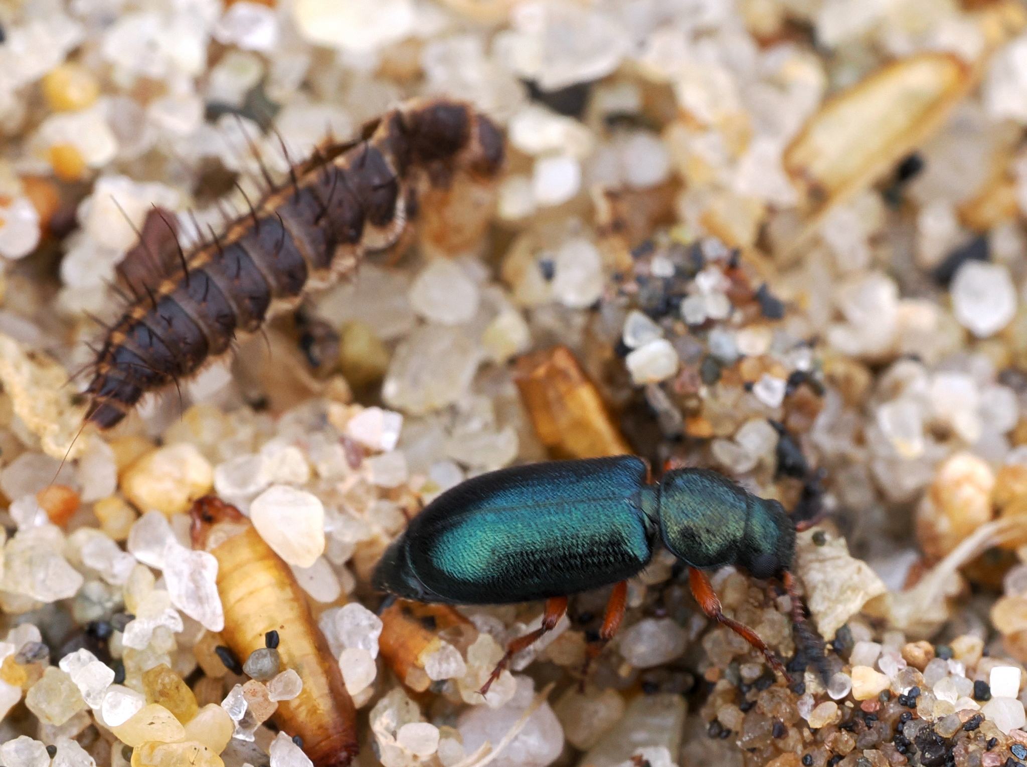 Necrobia rufipes