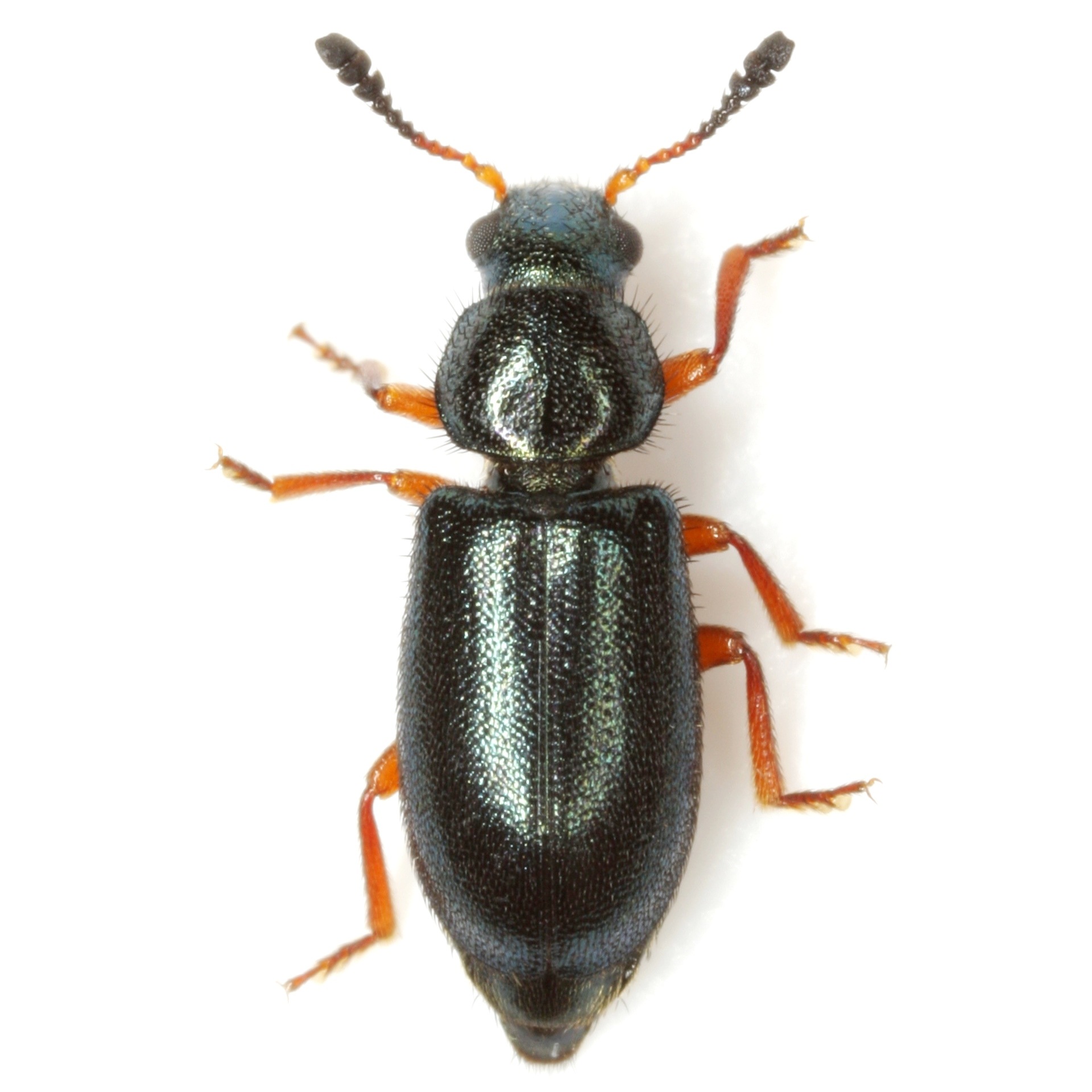 Necrobia rufipes