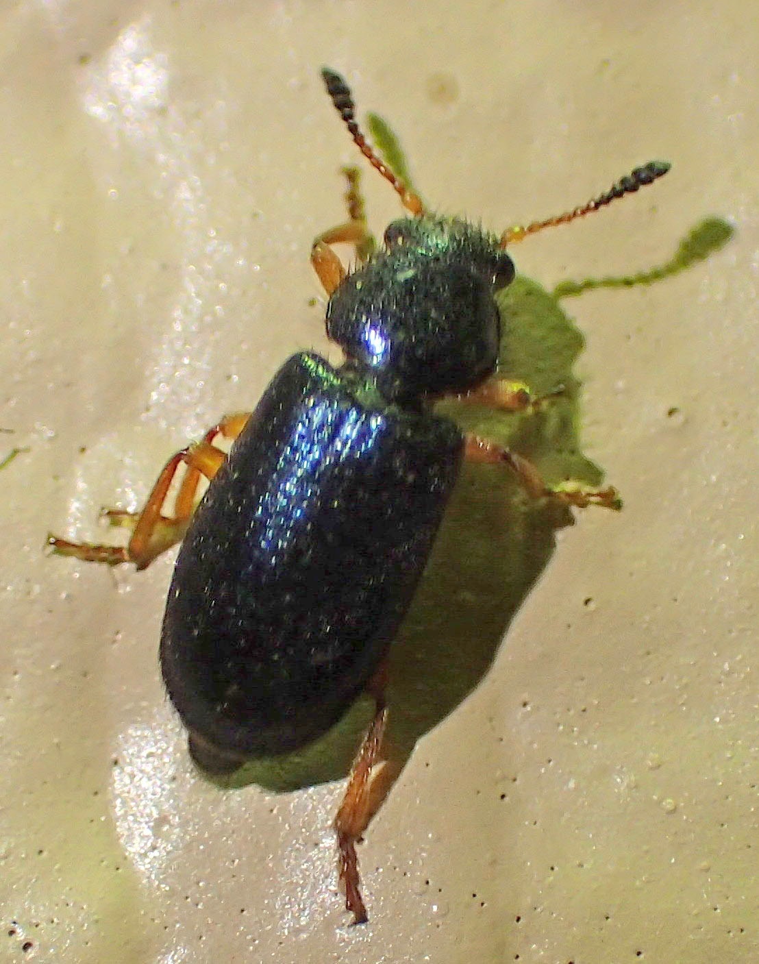 Necrobia rufipes