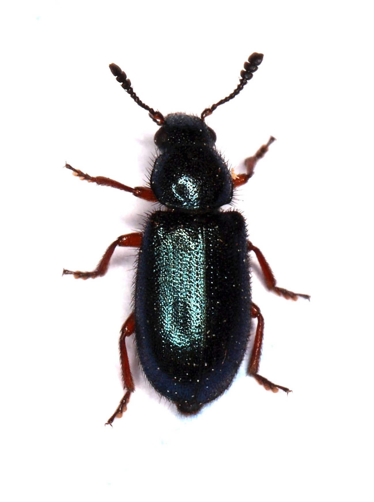 Necrobia rufipes