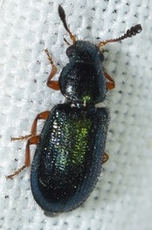 Necrobia rufipes